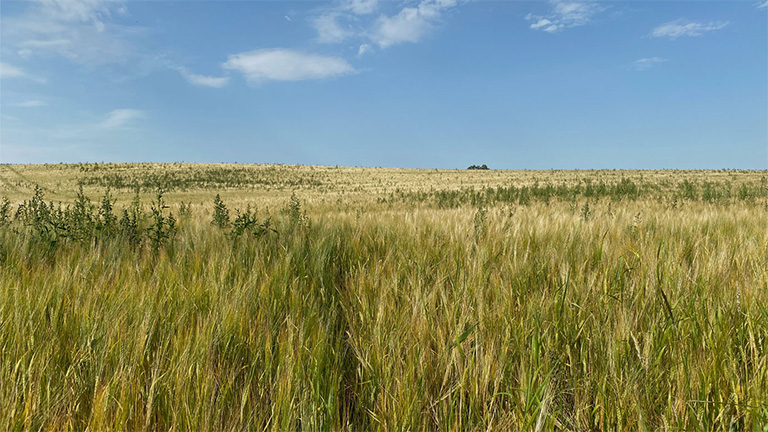 View over Alwoodley